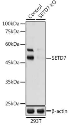 Western Blot: SETD7 Antibody [NBP3-03470] - Western blot analysis of extracts of 293T cells, using [KO Validated] SETD7 antibody (NBP3-03470) at 1:1000 dilution. Secondary antibody: HRP Goat Anti-Rabbit IgG (H+L) at 1:10000 dilution. Lysates/proteins: 25ug per lane. Blocking buffer: 3% nonfat dry milk in TBST. Detection: ECL Basic Kit. Exposure time: 60s.